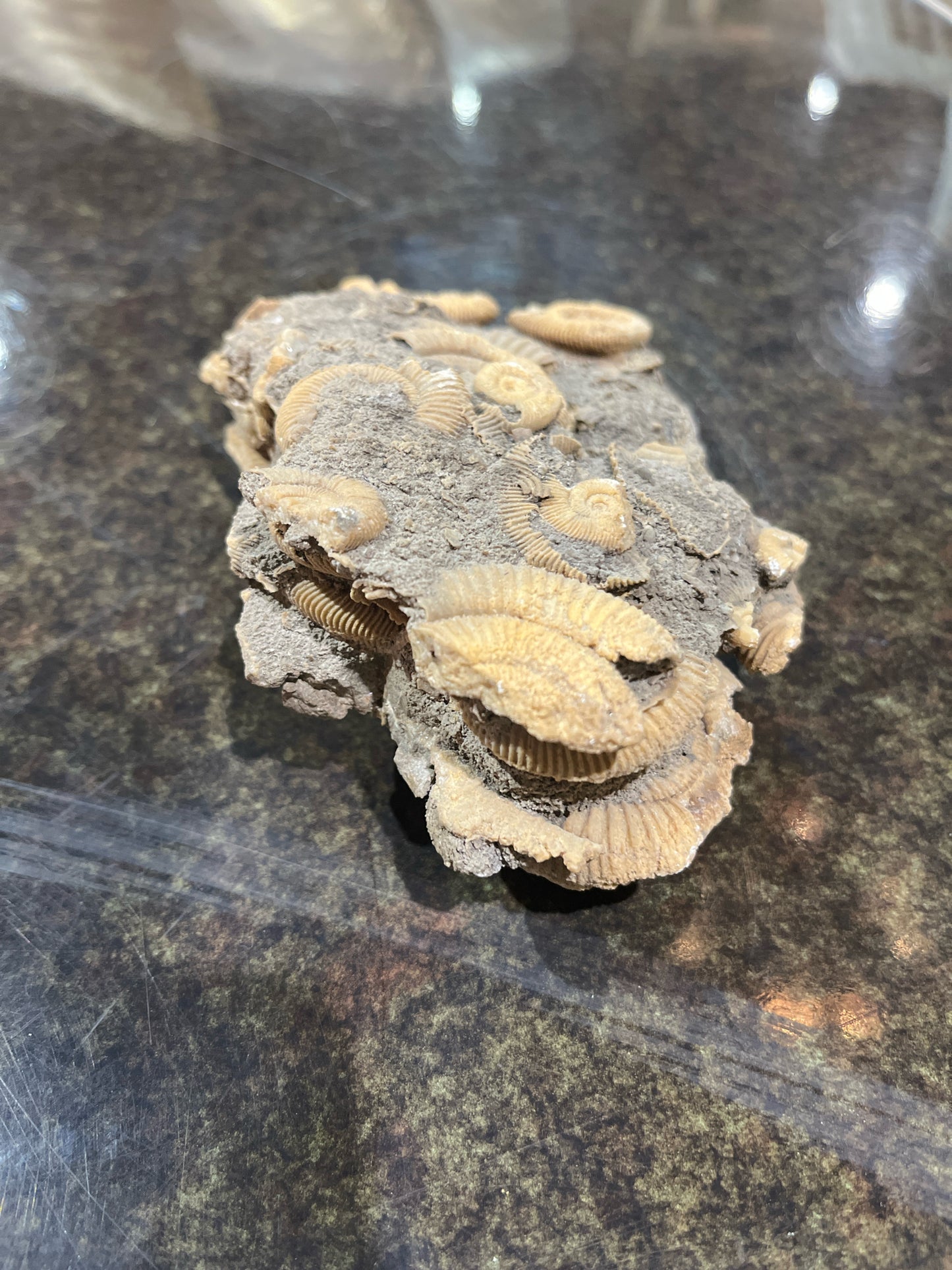 Ammonites Rock Fossil