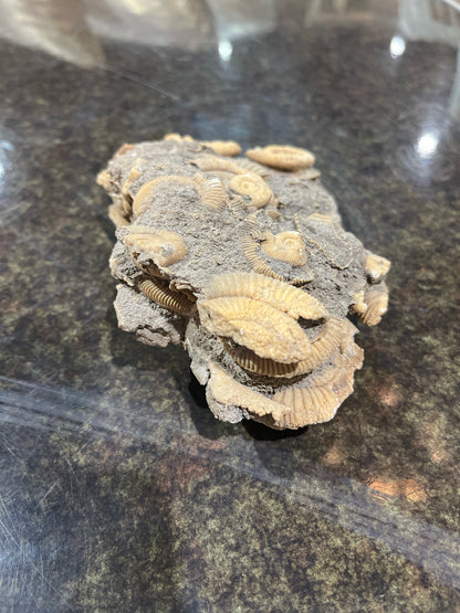 Ammonites Rock Fossil