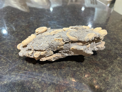 Ammonites Rock Fossil
