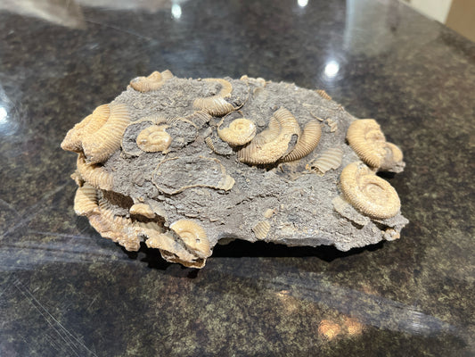 Ammonites Rock Fossil